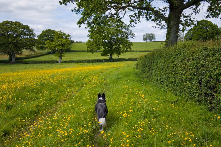 border collie walking through english countryside